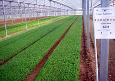 "Jentu e' un’azienda certificata: GLOBALGAP – EMAS – ISO 14001, e coltiva i propri prodotti applicando il disciplinare di produzione a "lotta integrata", per garantire il minimo uso possibile di pesticidi e concimi, a favore di un’agricoltura sostenibile."