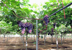 Uva Vitroblack al 21 giugno 2010.