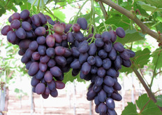 Una Vitroblack al 21 giugno 2010.