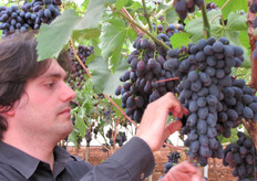 Uva Black Magic al 29 giugno 2010.