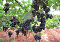 Uva Black Magic al 29 giugno 2010.