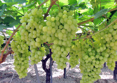 Uva Early Gold al 7 luglio 2010.