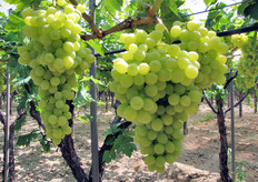 Uva Early Gold al 7 luglio 2010.
