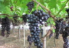 Uva Summer Royal al 10 luglio 2010.