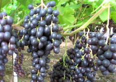 Uva Summer Royal al 10 luglio 2010.