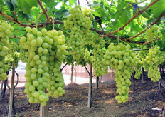 Uva SUPERIOR SEEDLESS® al 21 luglio 2010.