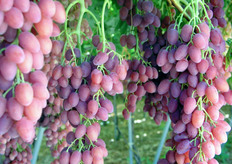 Uva Supernova al 24 luglio 2010.