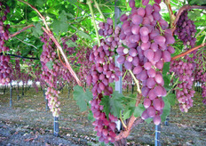 Uva Supernova al 24 luglio 2010.