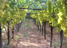 Uva Victoria al 28 luglio 2010.