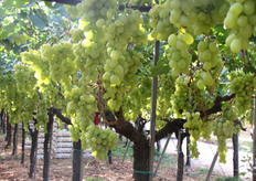 Uva Victoria al 28 luglio 2010.