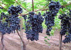 Uva MIDNIGHT BEAUTY® al 4 agosto 2010.