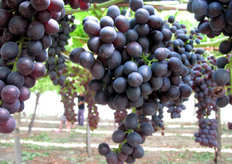 Uva MIDNIGHT BEAUTY® al 4 agosto 2010.