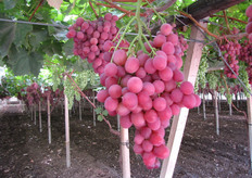 Uva Rally al 4 agosto 2010.