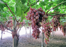 Uva Rally al 4 agosto 2010.