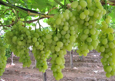 Uve bianche al 4 agosto 2010.