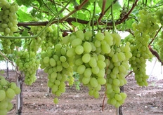 Uve bianche al 4 agosto 2010.