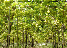 Uva Afrodite al 10 agosto 2010.