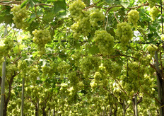 Uva Afrodite al 10 agosto 2010.