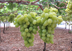 Uva Italia al 12 agosto 2010.