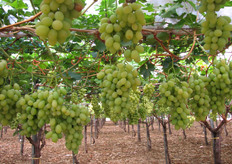 Uva Italia al 12 agosto 2010.