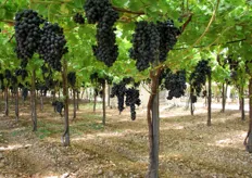 Produttivita' della cultivar Summer Royal seedless in un impianto di uva da tavola allevato a tendone al primo anno di produzione e al terzo anno dall'impianto delle barbatelle non innestate.