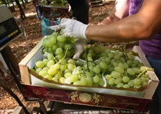 Alla raccolta e commercializzazione dell'uva pugliese partecipano anche societa' provenienti dalla Sicilia.