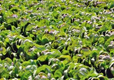 La cultivar di radicchio Giove e' apprezzata dai produttori per la fase centrale della campagna (da giugno a settembre).