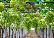 Qui e' pronta per il taglio la prima Uva Italia della stagione. Giuliano produce e commercializza tutte le principali varieta' di uva bianca, nera e rossa, con o senza semi.