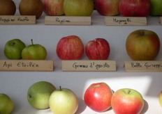 Mostra pomologica di antiche varieta' di mela.