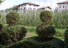 Dietro alla siepe del castello, subito i meleti. Perche' in Val di Non gli alberi di mele sono in mezzo alle case o, forse, le case sono in mezzo ai meli!