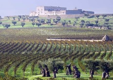 In occasione di un recente viaggio in Puglia, FreshPlaza Italia si e' recata in visita presso il vigneto L’Amastuola dell'azienda Kikau S.p.A., posto su un pianoro a 220 sul livello del mare nell’agro di Crispiano (TA), intorno a un’antica masseria, una delle quattro di cui oggi la Kikau e' proprietaria.