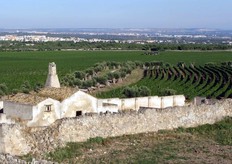 Su una superficie agricola complessiva di circa 400 ettari, dei quali circa 90 riservati ai clementini e 55 alle uve da tavola, Kikau ha scelto di impiantare varieta' altamente pregiate, primizie o tardive, di uva bianca (apirena Thomson) rossa (apirena Crimsom), e clementini (apireni delle varieta' Caffin, Sra89, Spinoso, Comune e Rubino).