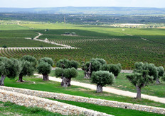 Oltre che per la qualita' delle produzioni, questo vigneto si distingue per il suo eccezionale valore estetico. Nato dalla volonta' di Giuseppe Montanaro, amministratore delegato della Kikau S.p.A., e dall’arte del paesaggista di fama mondiale Fernando Caruncho, ha richiesto otto anni di lavoro, dal 2003 ad oggi, per divenire realta'.