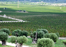 "I filari di vite costituiscono forse la parte piu' spettacolare ed innovativa del progetto, poiche' si snodano in curve profonde e accentuare, formando vere e proprie onde parallele ed estese, lunghe tre chilometri. Il risultato estetico e' stupefacente, nell’alternarsi di "onde" e "isole", contraddistinte dal verde argento degli ulivi e dal verde intenso delle viti. Gli ulivi hanno successivamente ottenuto il riconoscimento di "monumentali" da parte della Regione Puglia."