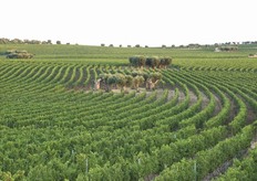 "Ancora un dettaglio dell'alternanza di "onde" e "isole". Il vigneto e' meta delle visite di amatori, dei membri di garden club e giardini botanici. È stato descritto in importanti riviste (tra cui "National Geographic"), ed e' stato oggetto di analisi in convegni nazionali ed internazionali, tra cui quello di Tokio del 2007 su Architettura e Paesaggio."