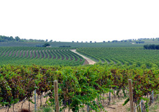 "L'Amastuola e' indicata come esempio di "Buona Pratica per il recupero di paesaggi agricoli non piu' produttivi" dalla Regione Umbria (2009) ed ha ricevuto il riconoscimento quale esempio di "Buona Pratica di tutela e valorizzazione del paesaggio agricolo anche a fini turistici" della Regione Puglia (2010)."