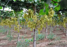 Oltre alla produzione della tradizionale varieta' Italia, Peppe coltiva anche cultivars senza semi e altre tipologie di uva.