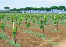 Su 3 ettari e mezzo di terreno, Peppe Spronati sta conducendo un interessante esperimento: la messa a coltura di piante di mango. Trapiantate ad aprile/maggio 2010, daranno frutti nel giro di 3 anni.