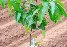 Una giovane pianta di mango.