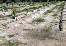 "Attraverso apporti localizzati, limitati al volume di suolo esplorato dalle radici (volume della "baula"), di nutrienti e correttivi e' possibile mantenere costanti ed ottimali per la pianta, i livelli di pH, calcare attivo, disponibilita' idrica e di elementi nutritivi, anche in terreni di scarsa qualita'. Questi risultati possono essere raggiunti con l'ausilio di un buon impianto di fertirrigazione."