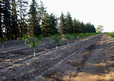 "La coltivazione di agrumeti su "baula", tecnica diffusa in Spagna ("Caballones"), si sta diffondendo anche nel metapontino. In foto un impianto di mandarino ibrido triploide "Mandalate", a soli quattro mesi dalla messa a dimora delle piante (luglio 2010), presso l'Azienda Agricola "Casa Tesera - Motta", in agro di Metaponto (MT)."