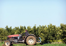 Esempio di combinazione di erbicidi sulle file e periodiche sfalciature (nel periodo primaverile estivo) del manto erboso tra le file.