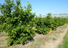 "Per poter gestire in modo integrato il diserbo, la flora infestante deve essere controllata solo quando diventa effettivamente "infestante", ossia competitiva e dannosa per la coltura."