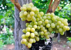 ARRA 4, pur essendo un'uva apirena, sviluppa acini di grande calibro. Nella forma e nel colore ricorda la varieta' Italia.