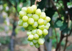ARRA 11 e' una tipologia di uva ad acino allungato.