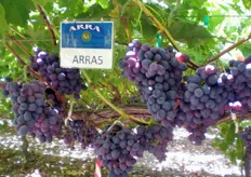Qui e nelle foto seguenti, grappoli di uve ARRA in California.