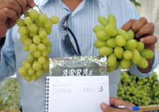 Confronto tra uva Superior (a sinistra) e uva ARRA 15 (a destra).