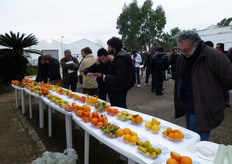 "Si e' svolta a Metaponto (provincia di Matera), il 21 dicembre 2010, la Mostra pomologica degli agrumi, organizzata, come ogni anno, dall'Azienda Sperimentale "Pantanello" dall'ALSIA. In esposizione oltre 200 varieta' di agrumi a maturazione precoce, intermedia e tardiva."