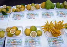 "In mostra piu' di 250 campioni, provenienti dall'Azienda Agricola Sperimentale Dimostrativa "Pantanello" (ALSIA) di Metaponto (MT), dai centri sperimentali delle regioni limitrofe (Puglia, Basilicata, Calabria) e dalle collezioni varietali dei consorzi dei vivaisti lucani (COVIL) e pugliesi (COVIP)."