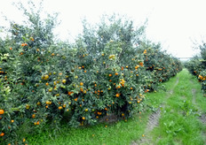 "Presso il Campo Catalogo (in foto) del COVIL, Policoro (MT), sono collezionate piante del mandarino ibrido "Mandalate", al quarto anno dal reinnesto."
